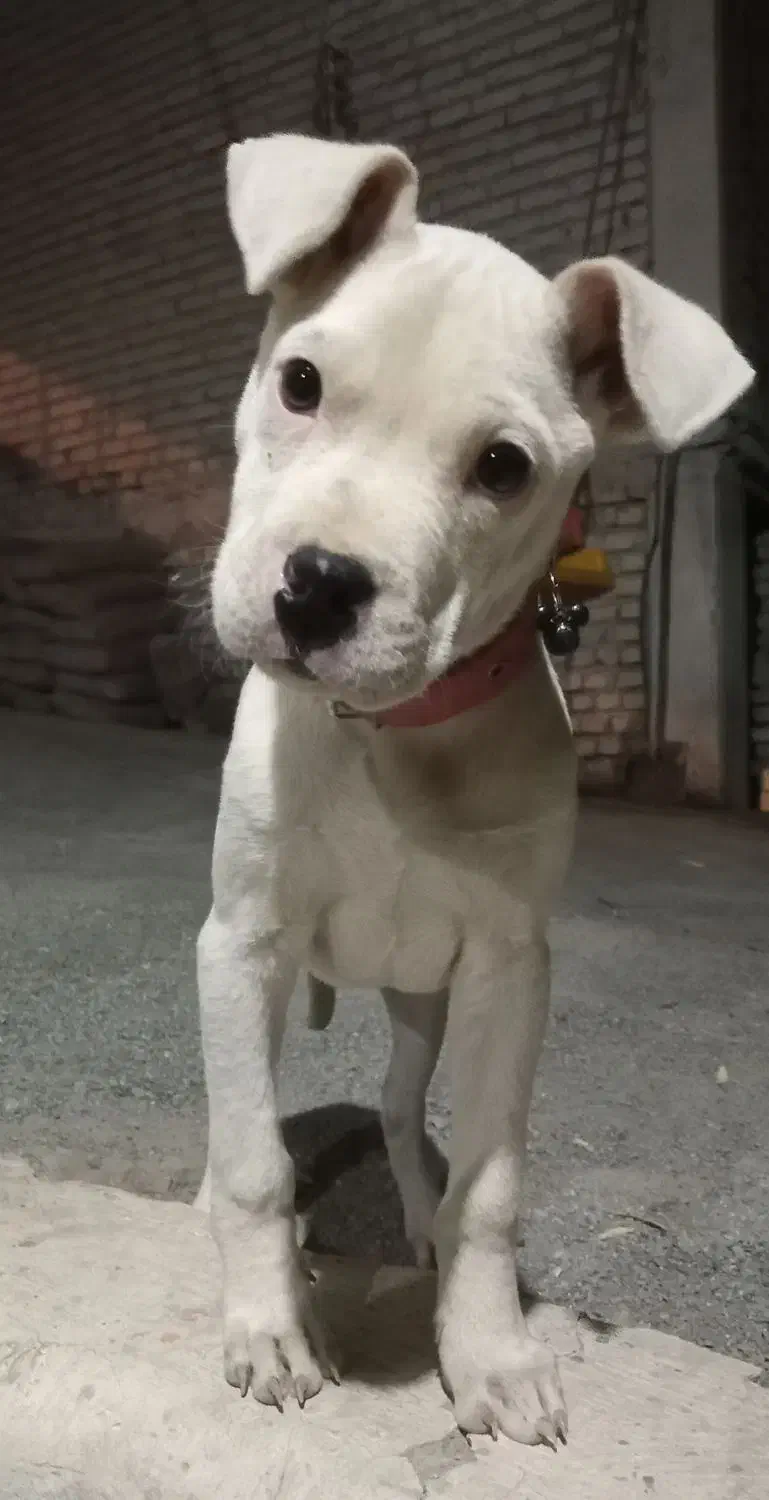 واگزاری داگو ارژانتینو|سگ|پیر بکران, |دیوار