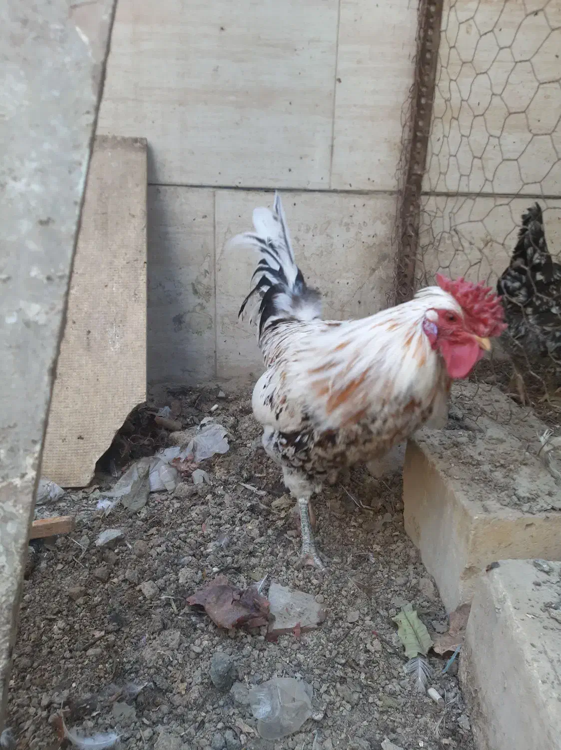 خروس گلین لری اصیل چهل تاج کیفیت بالا|حیوانات مزرعه|اصفهان, خرم|دیوار