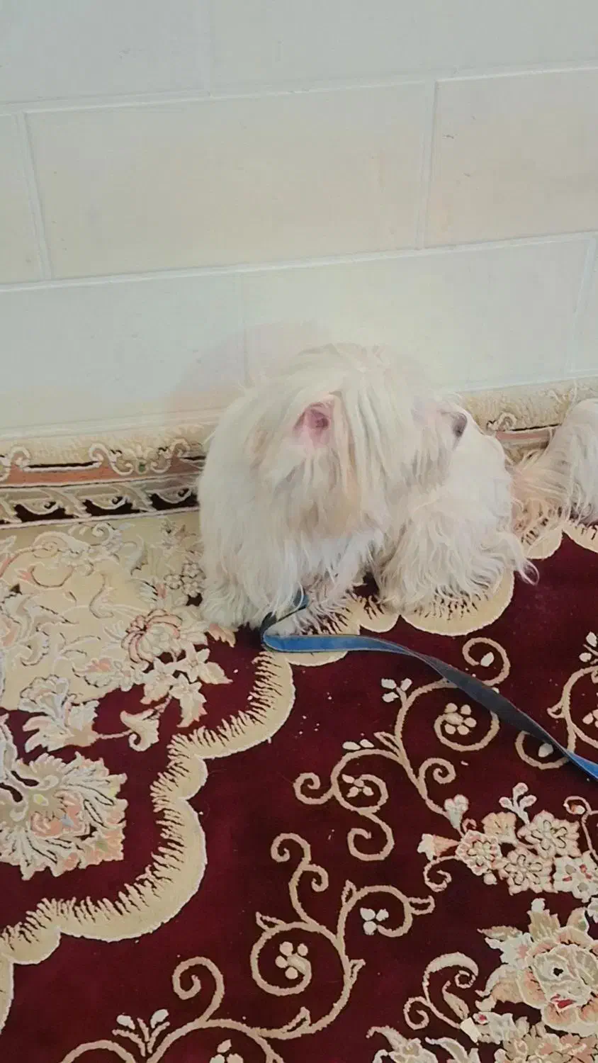 سگ باهوش حرف گوش کن|سگ|اهواز, کوی طالقانی|دیوار