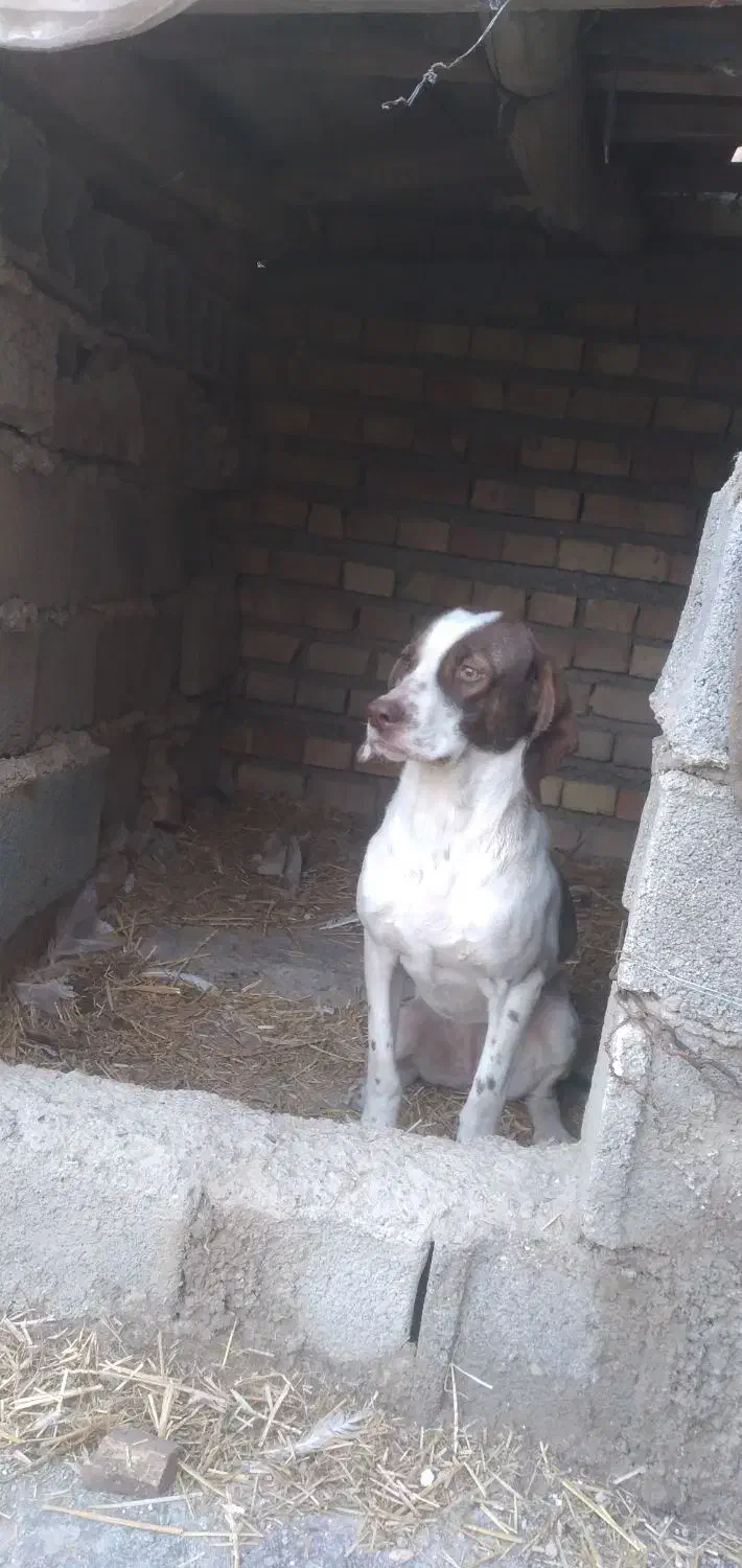 توله شکاری دنبلانی|سگ|مینودشت, |دیوار