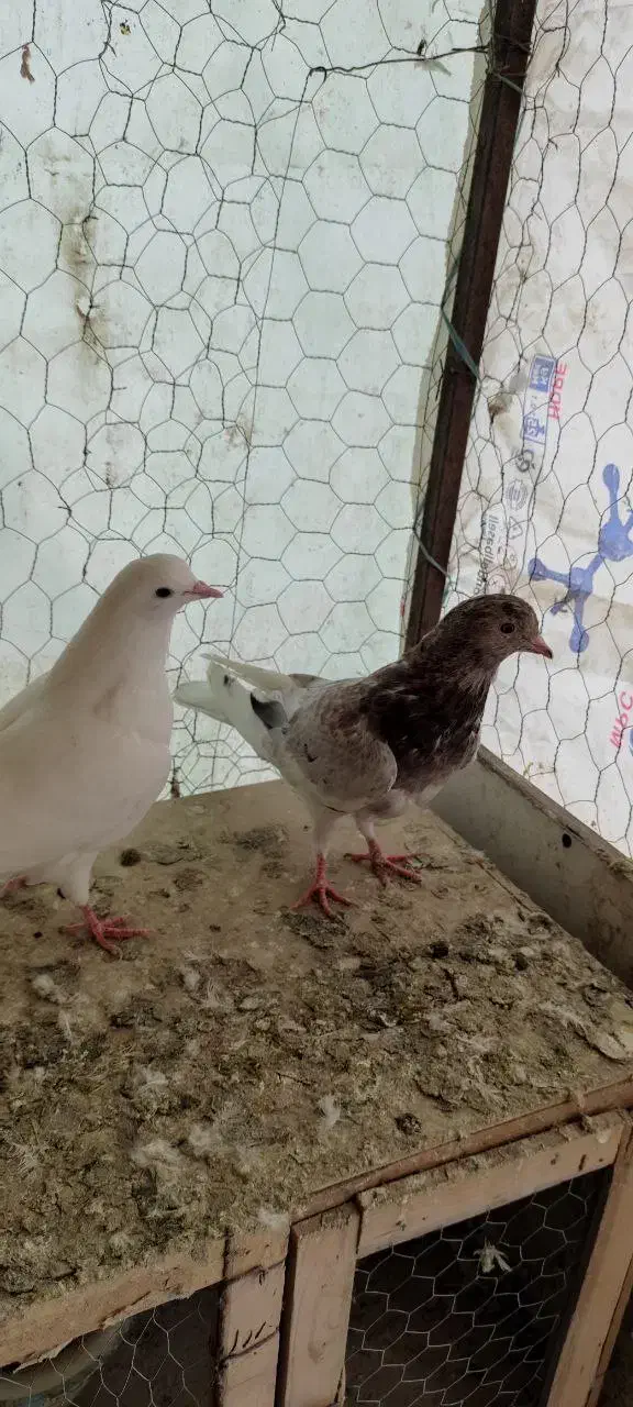 کفتر و جوجه|پرنده|هشتگرد, قاسم آباد بزرگ|دیوار