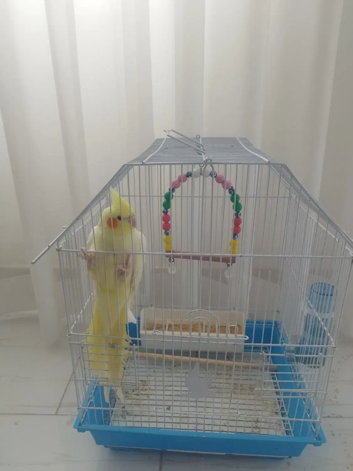 عروس هلندی سرحال|پرنده|تالش, هشتپر|دیوار