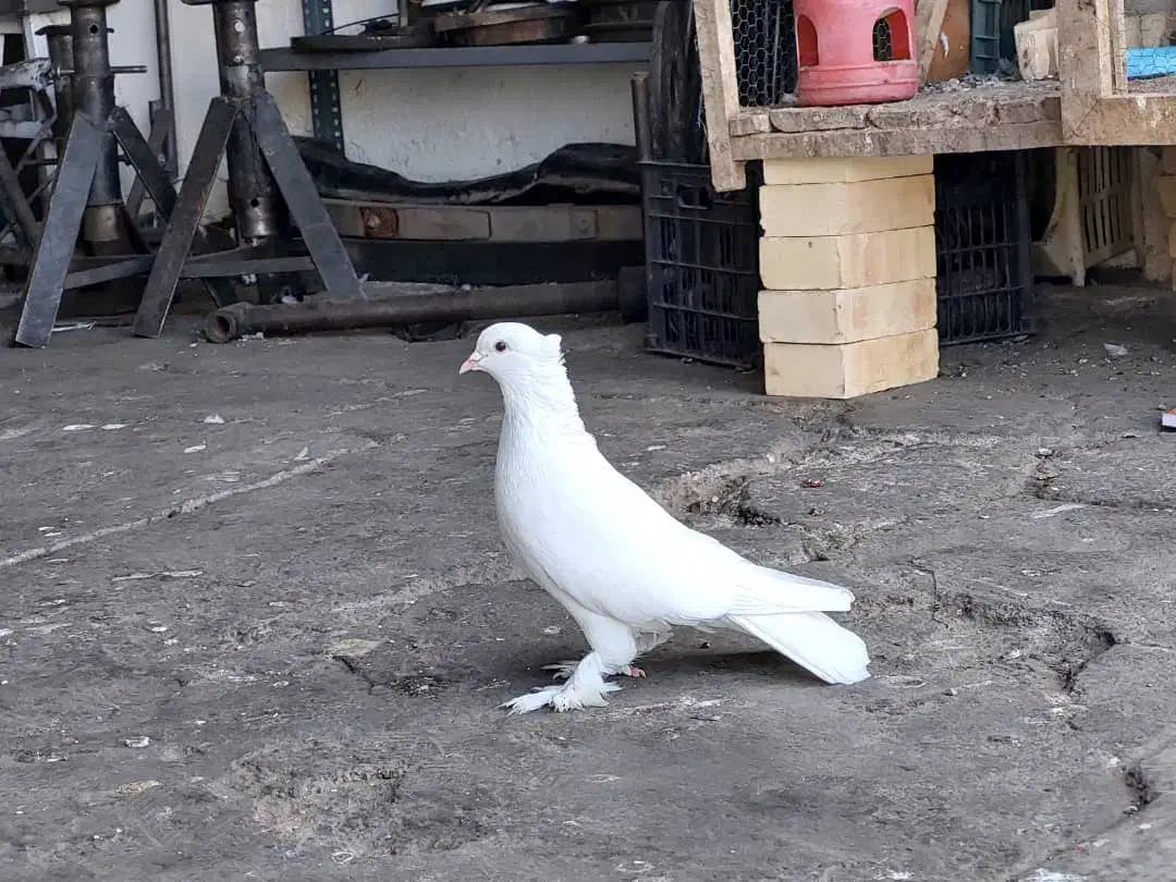 کبوتر سفید کاکلی|پرنده|کردکوی, |دیوار