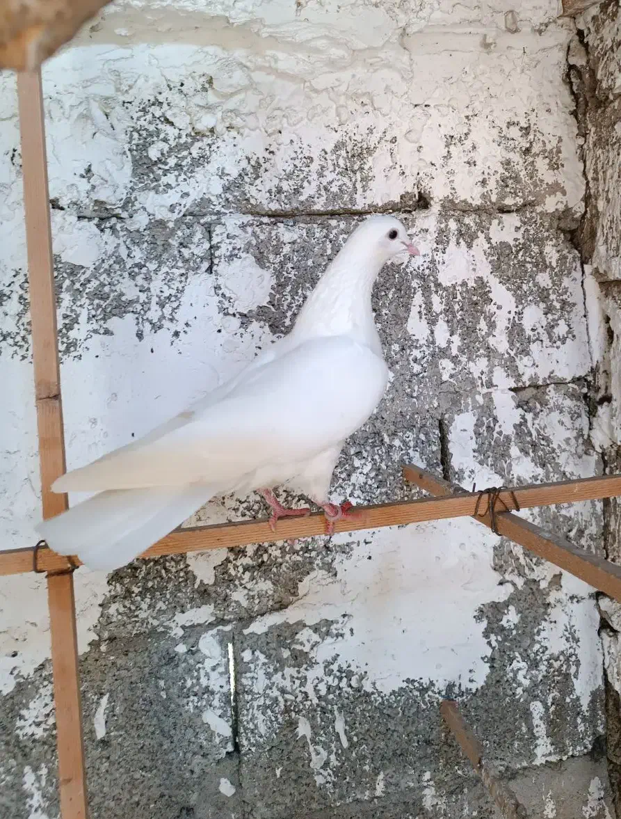 کبوتر پرشی|پرنده|صومعه‌سرا, |دیوار