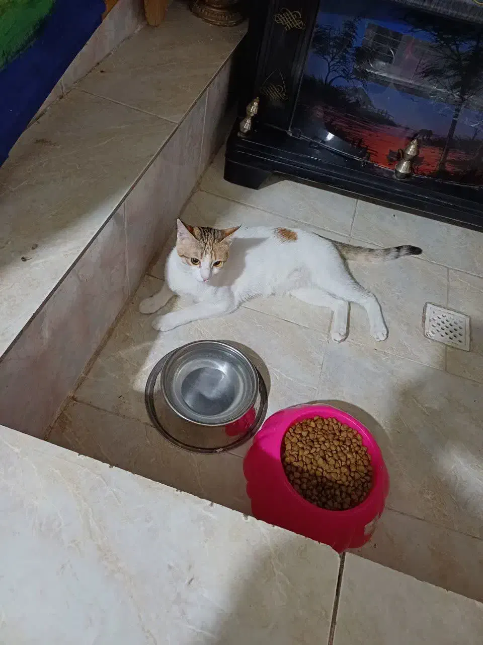 گمشده|حیوانات|قم, انصار‌الحسین|دیوار