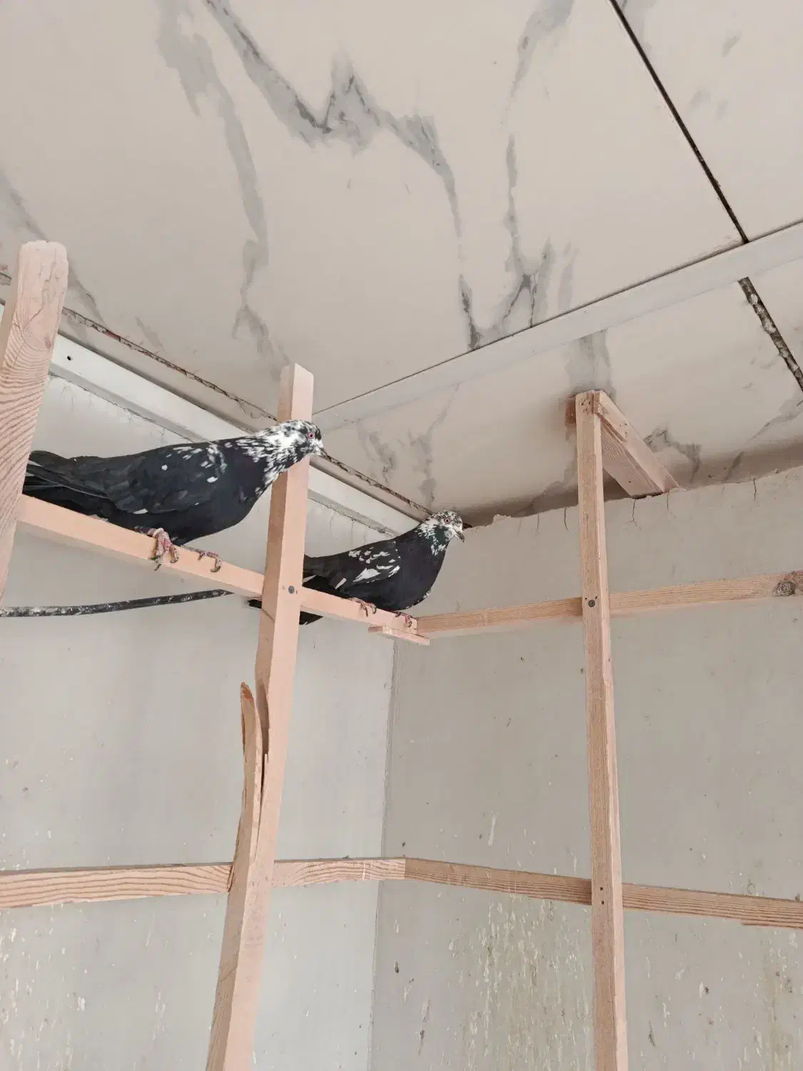 کبوتر کله ماستی گرو|پرنده|شهریار, یوسف آباد صیرفی|دیوار