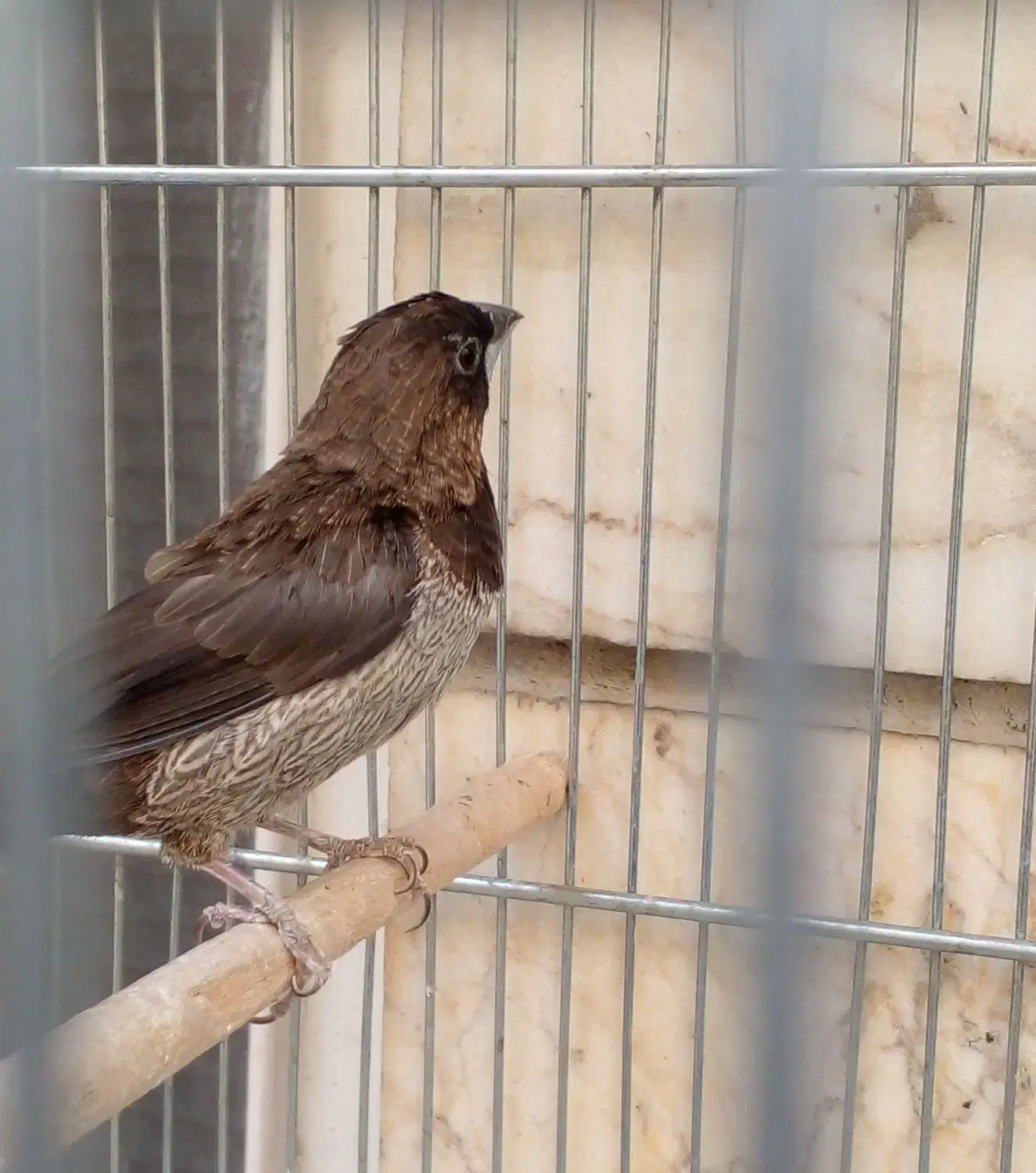 فنچ نره بنگالی پولک درشت|پرنده|تهران, باغ خزانه|دیوار