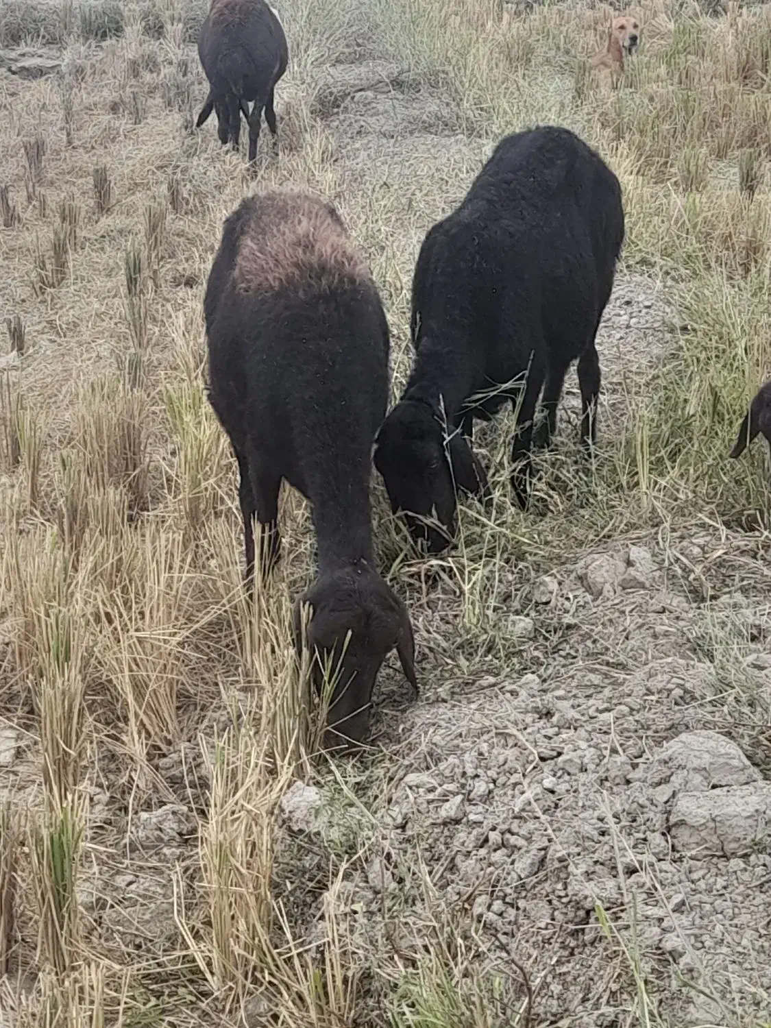 گوسفند قزل افشار|حیوانات مزرعه|گنبد کاووس, |دیوار