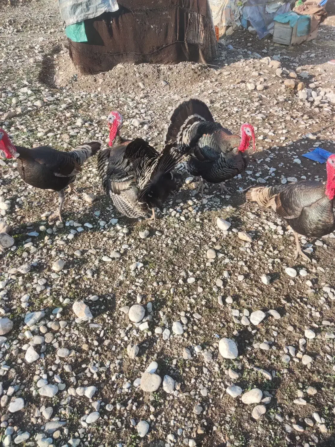 بوقلمون|حیوانات مزرعه|مهران (ایلام), |دیوار