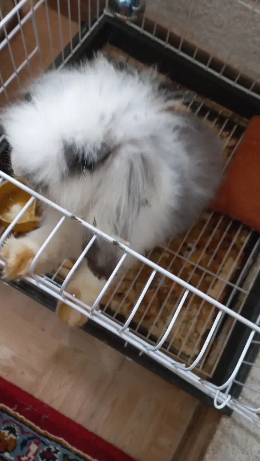 خرگوش لوپ|موش و خرگوش|لاهیجان, پردسر|دیوار