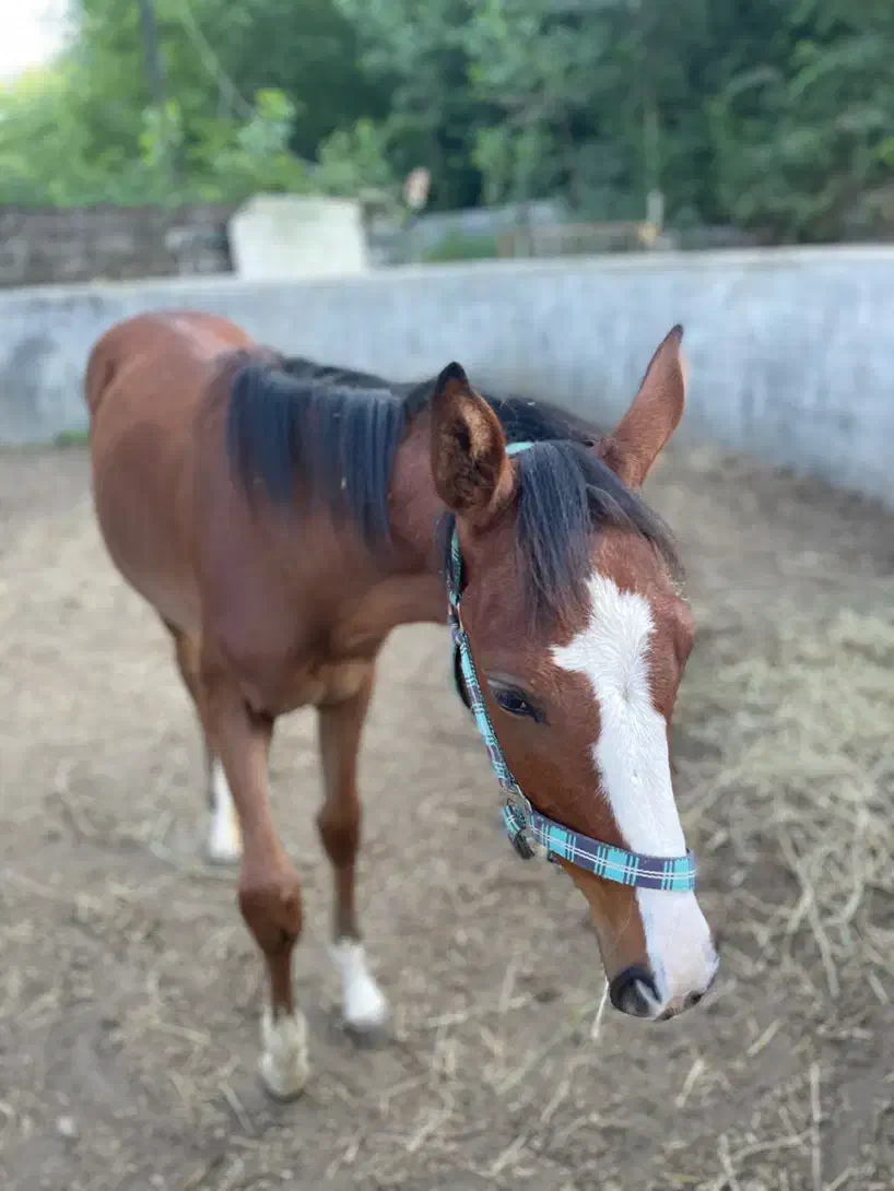 اسب|اسب و تجهیزات اسب‌سواری|صومعه‌سرا, |دیوار