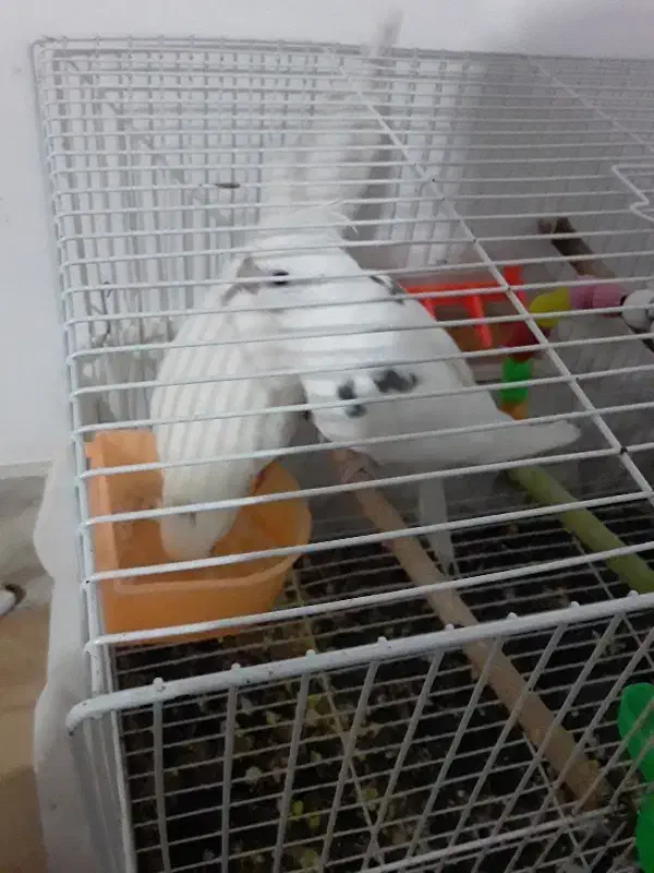 یک جفت البینودوکت|پرنده|چناران, |دیوار