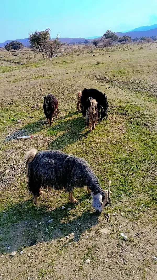 ۱۵راس بز کهره دار|حیوانات مزرعه|کازرون, |دیوار