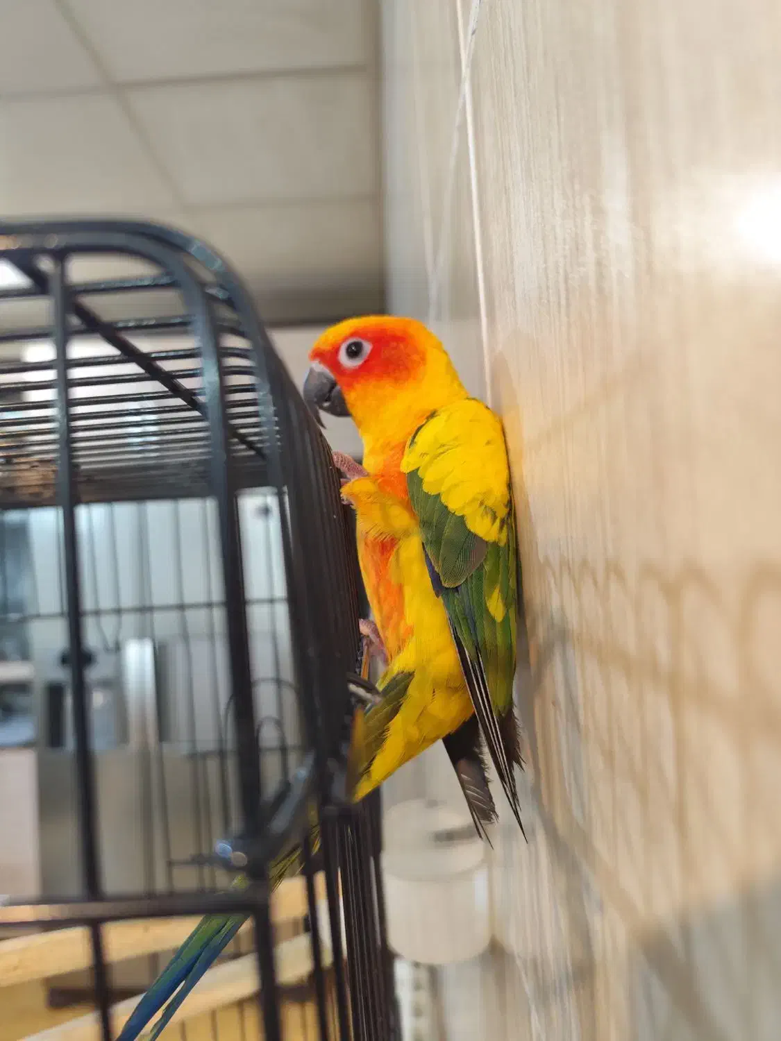 طوطی خورشیدی|پرنده|ایلام, |دیوار