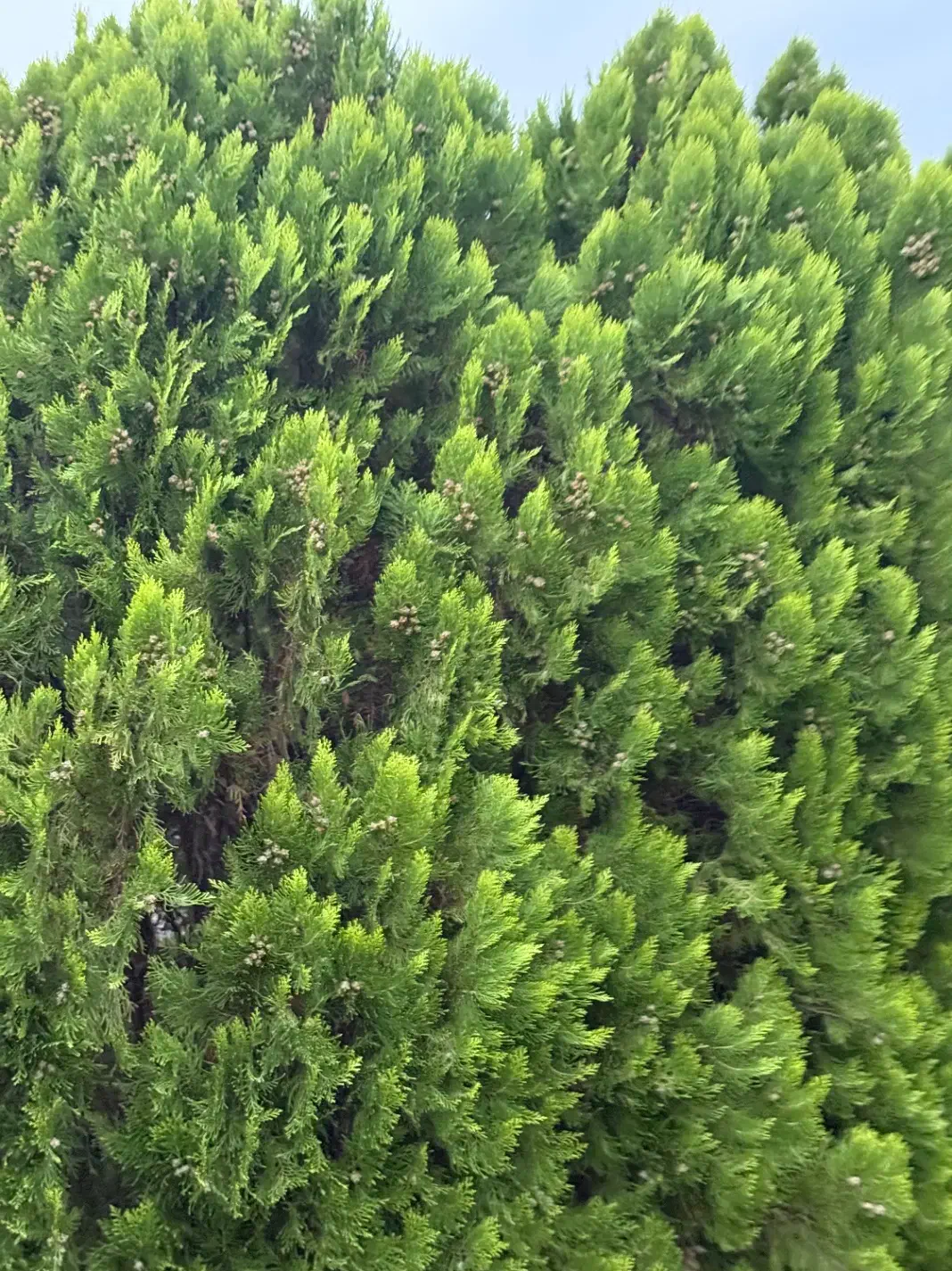 فروش سرو خمرهای ، درختچههای زینتی|گل و گیاه طبیعی|سرخرود, |دیوار