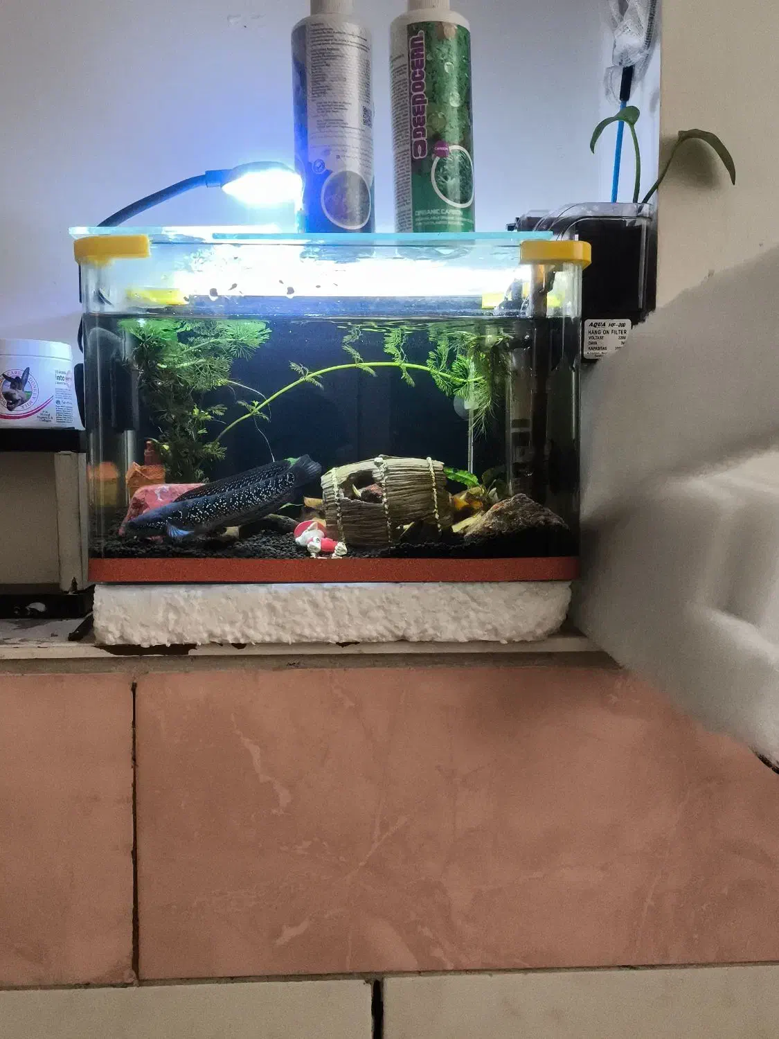 آکواریوم شیشه خم|ماهی|قم, شهرک امام حسن|دیوار