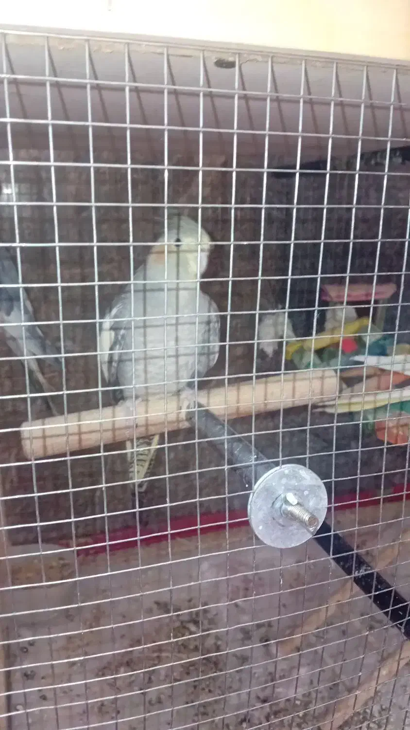 با سلام|پرنده|مشهد, کوشش|دیوار