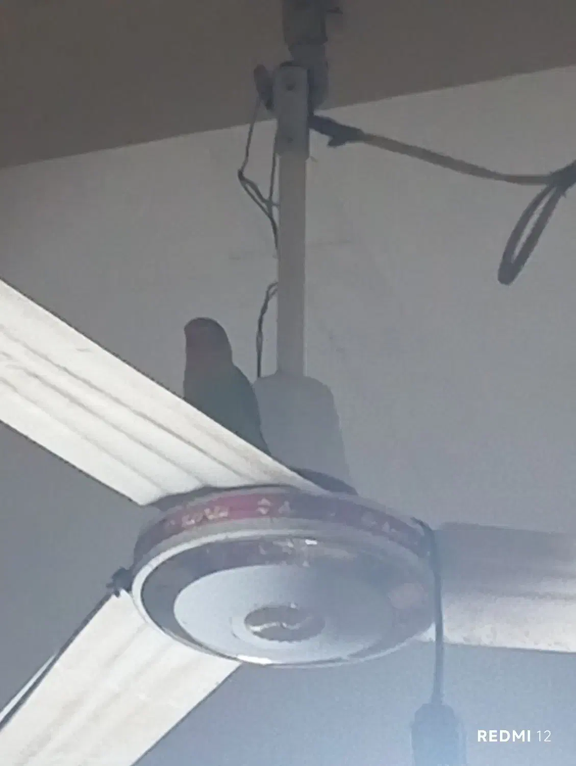 کوتوله برزیلی|پرنده|هیرمند, |دیوار