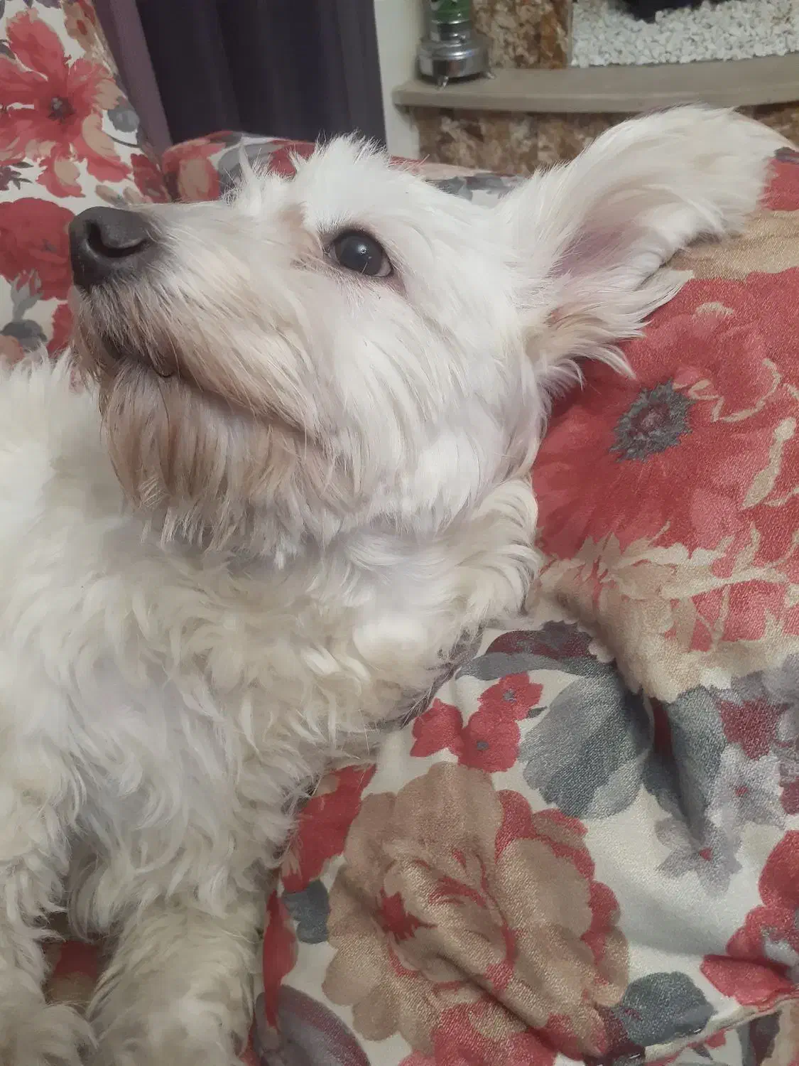 واگذاری ۲عدد سگ خانگی|سگ|تبریز, |دیوار