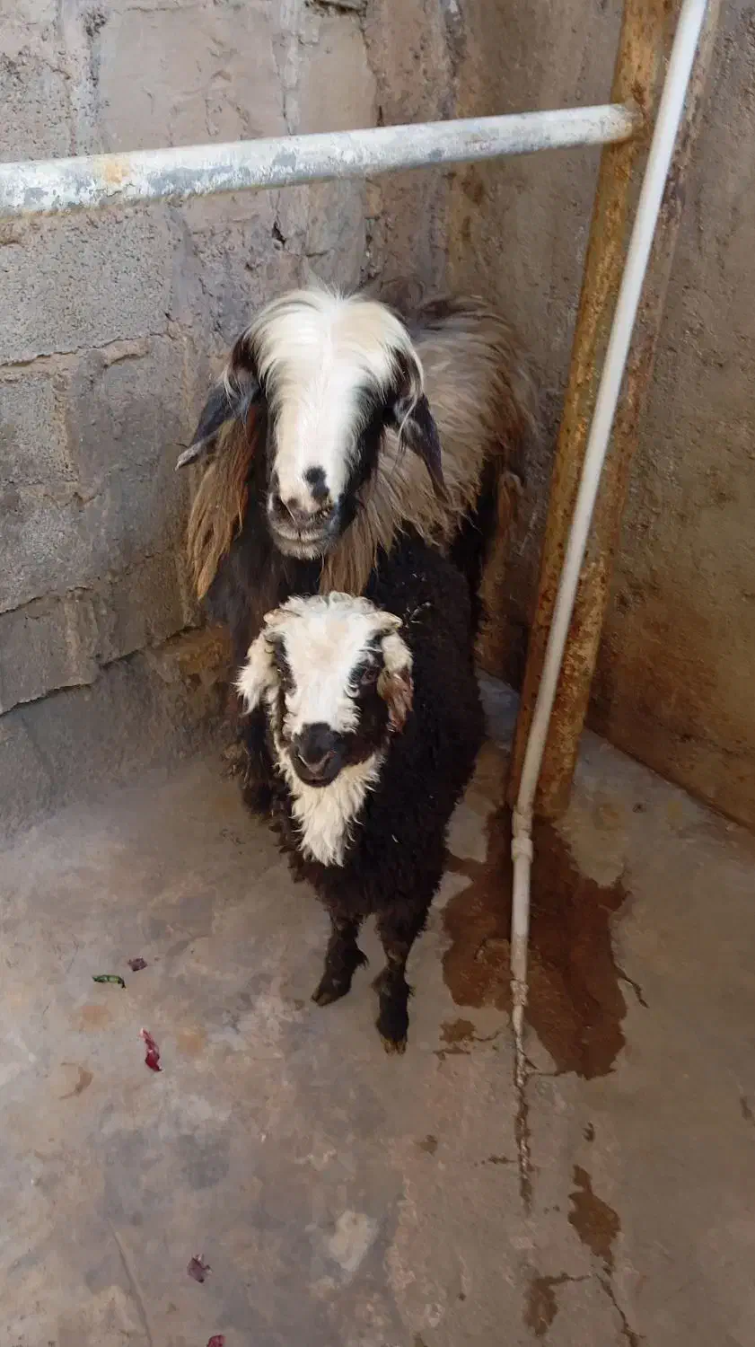 میش و بره|حیوانات مزرعه|مسجد سلیمان, |دیوار