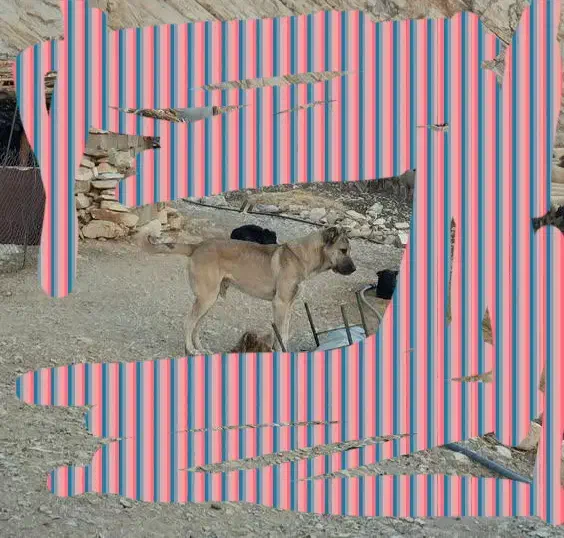 سگ سرابی|سگ|آبدانان, |دیوار