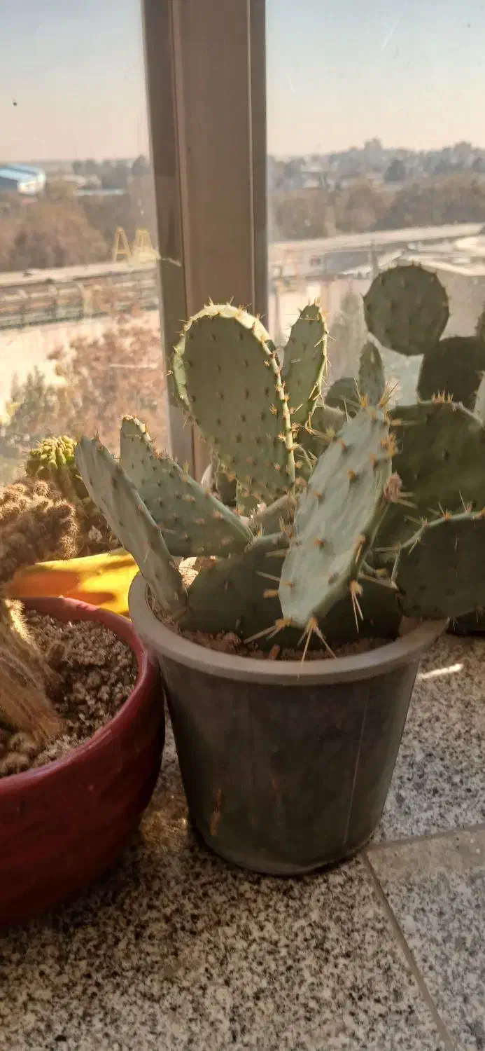 گل کاکتوس|گل و گیاه طبیعی|مشهد, انقلاب|دیوار