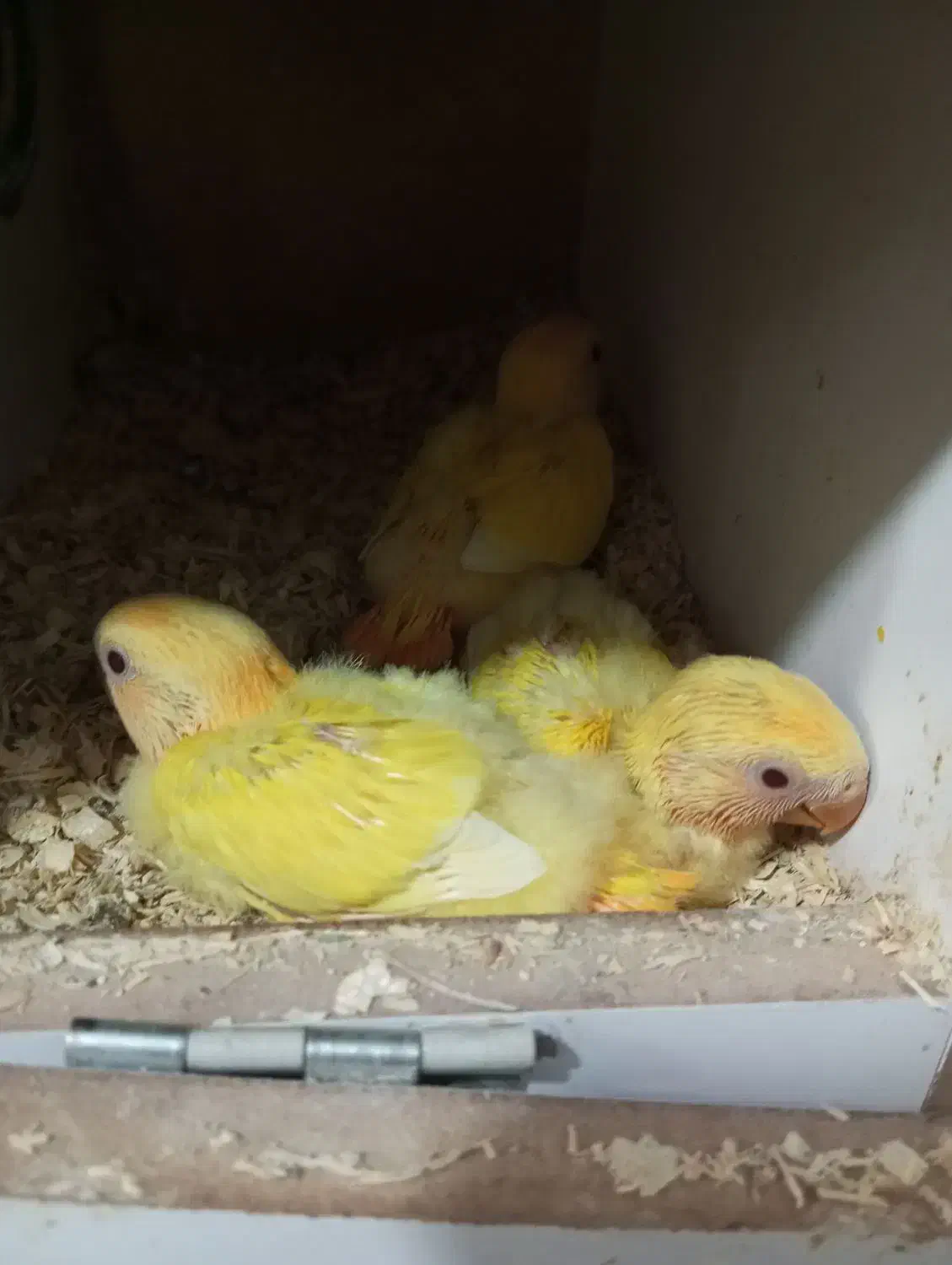 طوطی برزیلی سرلاکی|پرنده|ارومیه, |دیوار