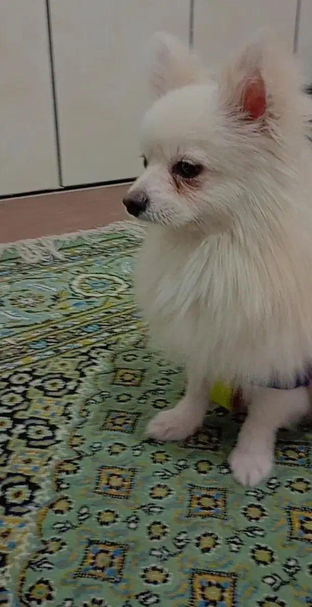 پامر بازیگوش|سگ|محلات, |دیوار