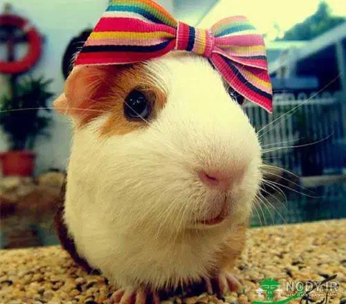 سر پرستی تمام حیوانات|پرنده|تهران, هلال احمر|دیوار