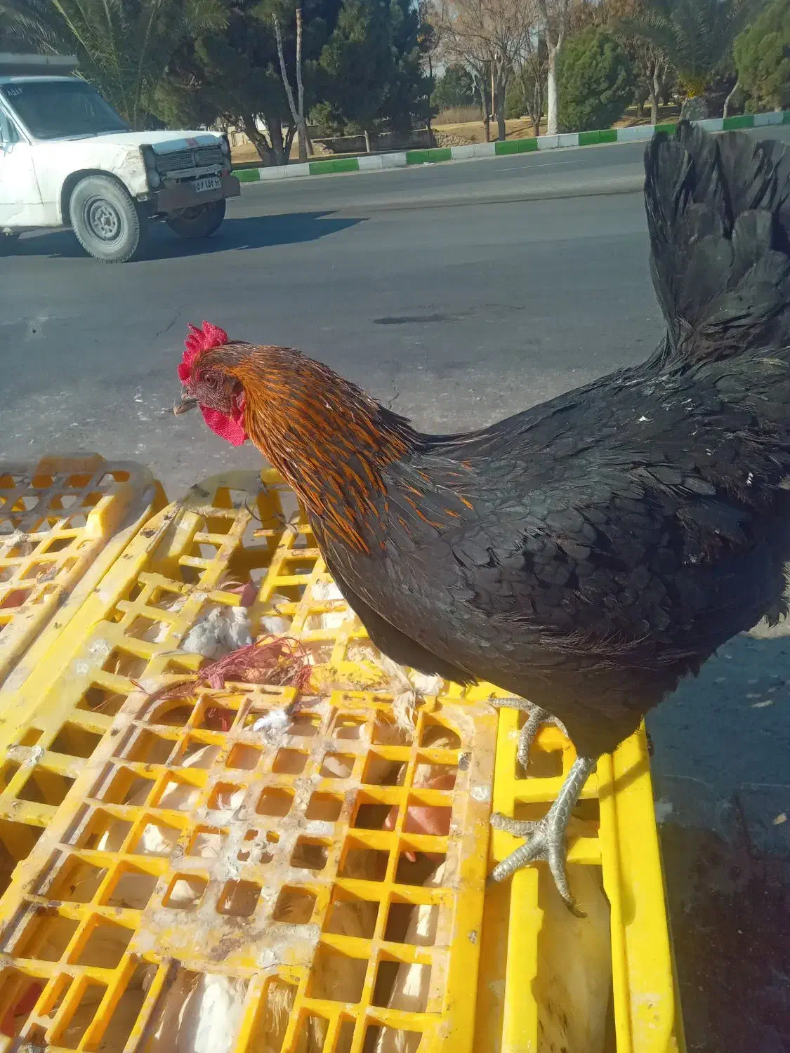 مرغ بومی تخمگذار به شرط تخم ۳۰۰عدد|حیوانات مزرعه|کاشان, دشت لتحر|دیوار