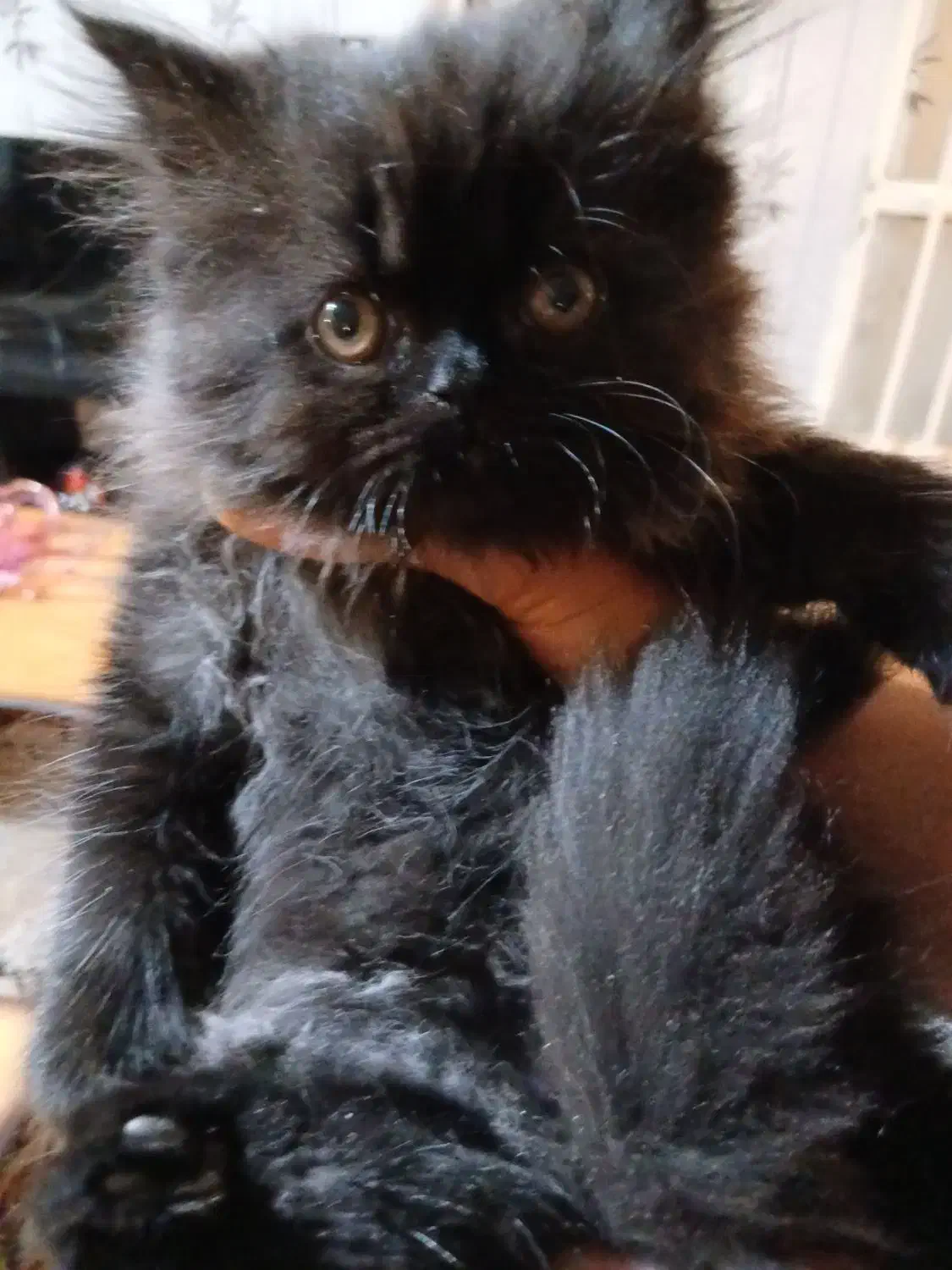 فروش گربه|گربه|کرج, حصار سرجوب|دیوار