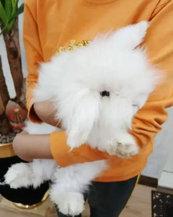 خرگوش نژاد ترکیش|موش و خرگوش|یزد, |دیوار