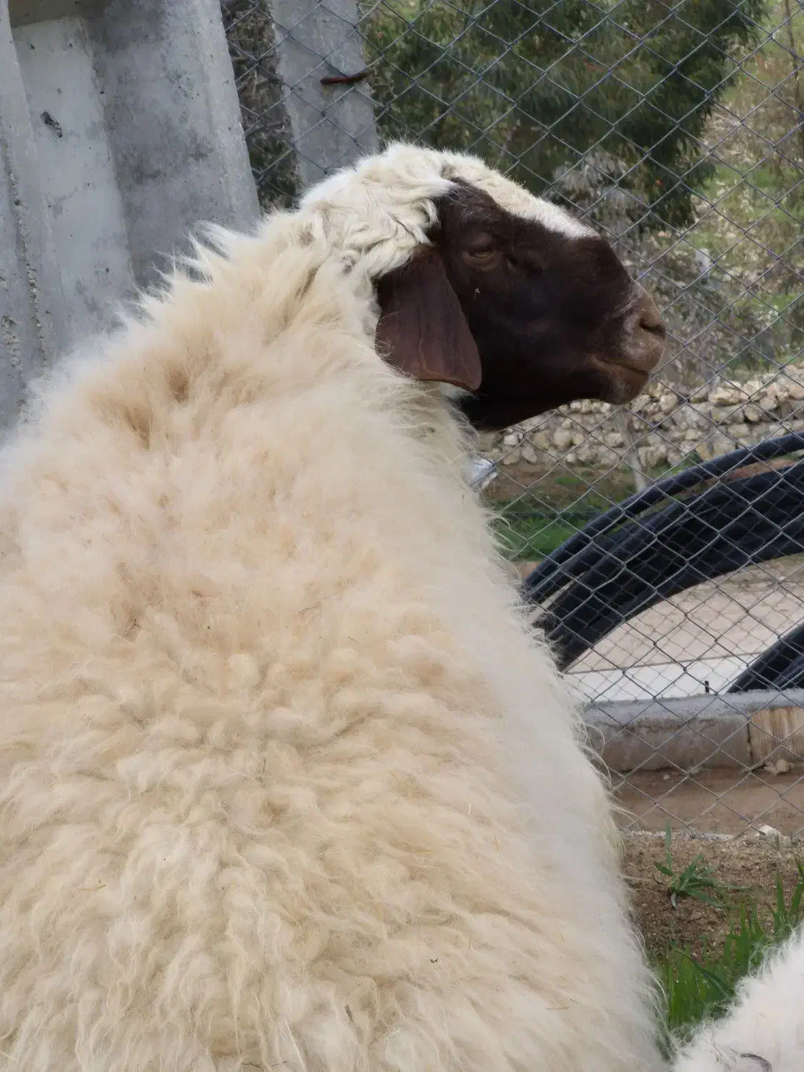 قوچ|حیوانات مزرعه|کرمانشاه, |دیوار