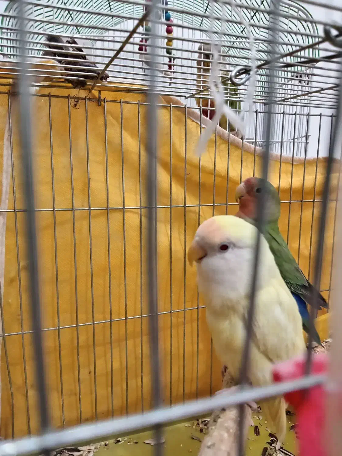 کوتوله دستی و نیمه دستی|پرنده|نجفآباد, یزدانشهر|دیوار