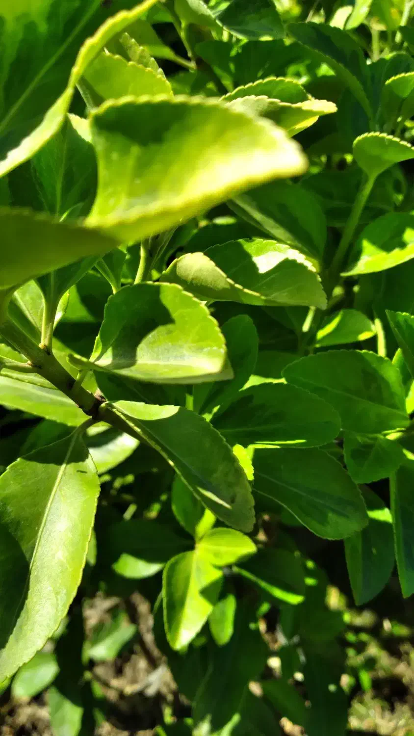 شمشاد طلایی و یاس هلندی گلدان شماره هفت|گل و گیاه طبیعی|کتالم و سادات شهر, |دیوار