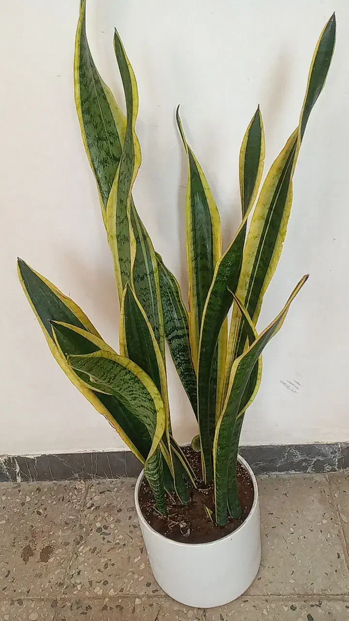 کلکسیونی و زیبا|کلکسیون اشیاء عتیقه|آبدانان, |دیوار