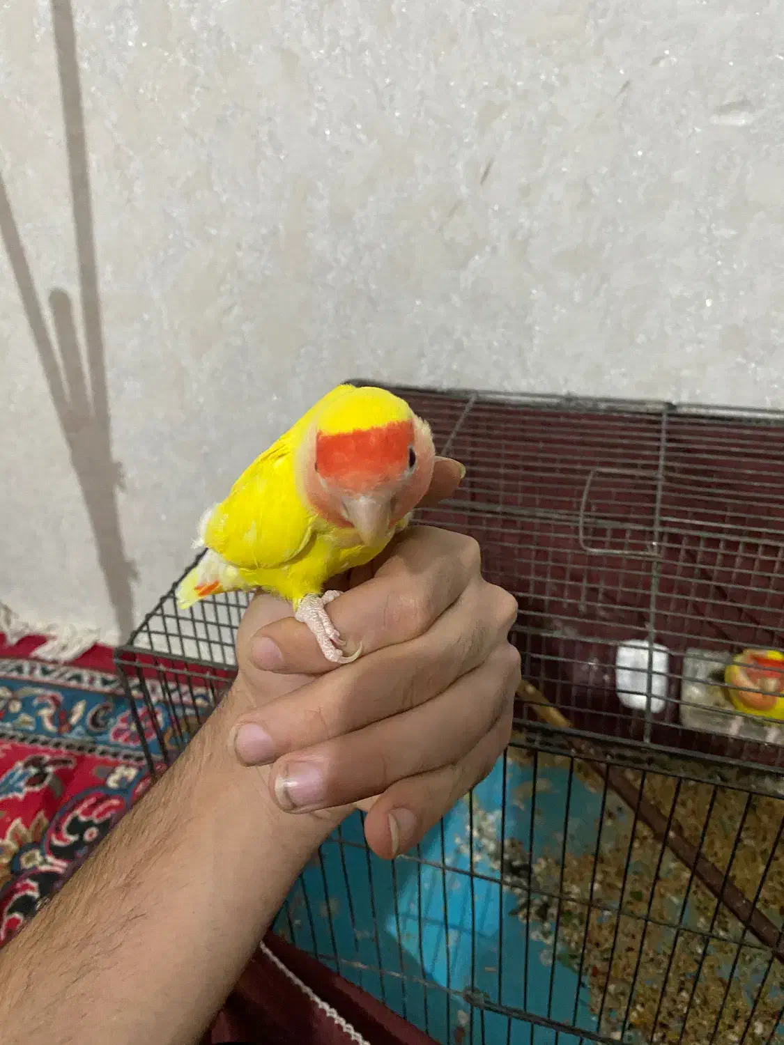 طوطی برزیلی اهلی تخم گذار|پرنده|خوی, |دیوار