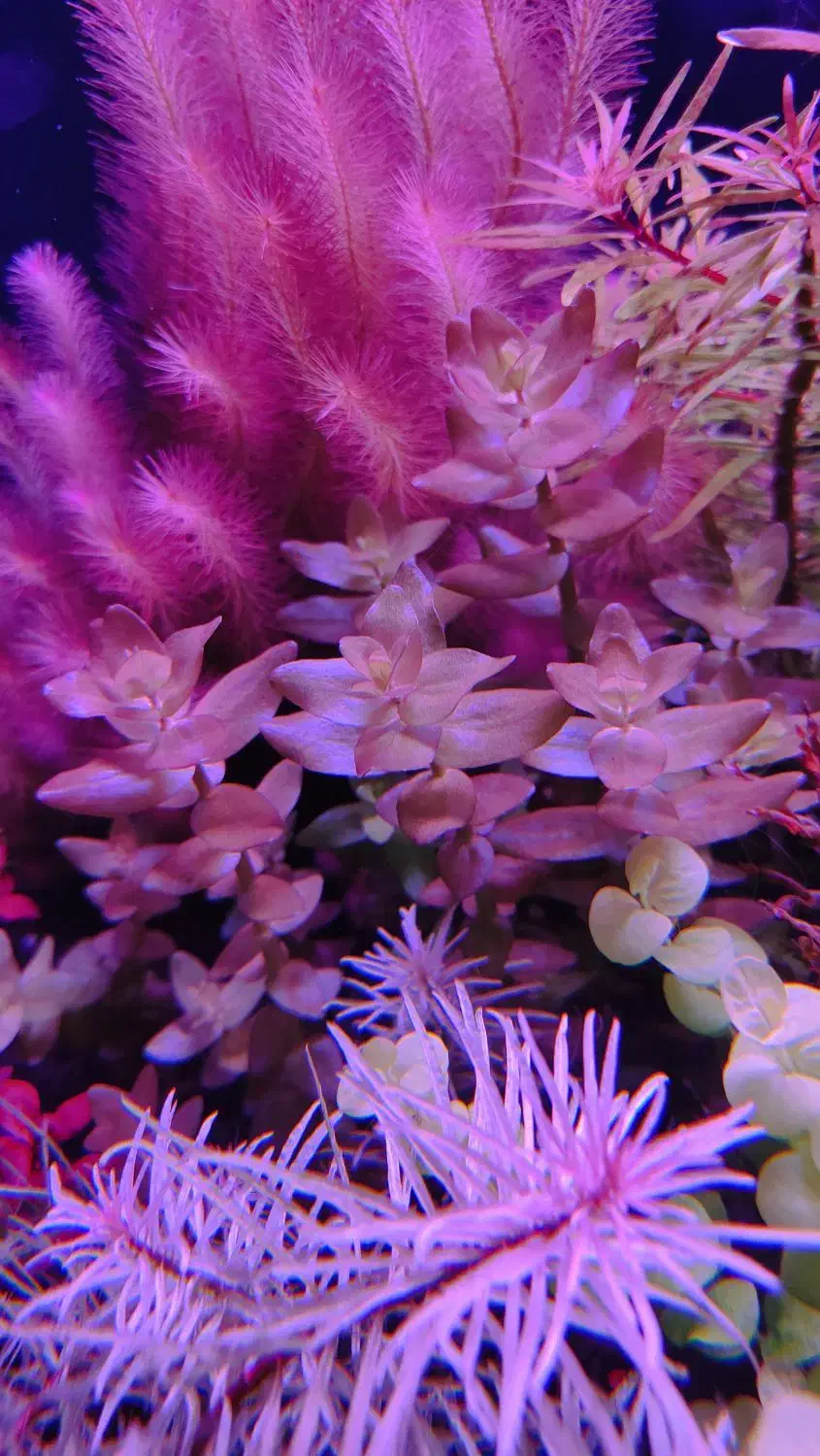 گیاه آکواریوم پلنت قیمت بسیار مناسب و کیفیت بالا|ماهی|تهران, جردن|دیوار