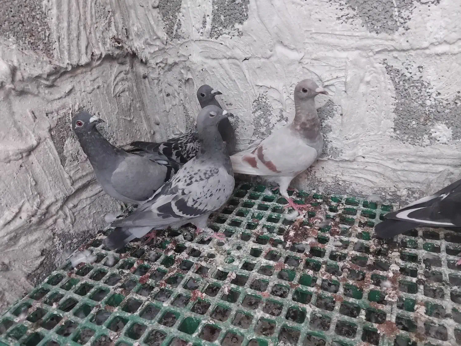 جوجه کبوتر|پرنده|آبپخش, |دیوار