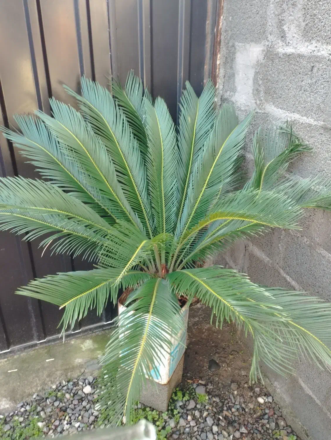 گل و گیاه|گل و گیاه طبیعی|خمام, |دیوار