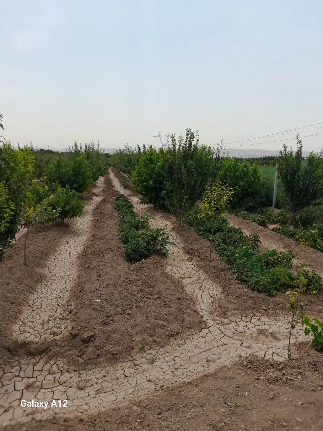 باغ در محدوده خسروشهر|فروش خانه و ویلا|خسروشاه, |دیوار