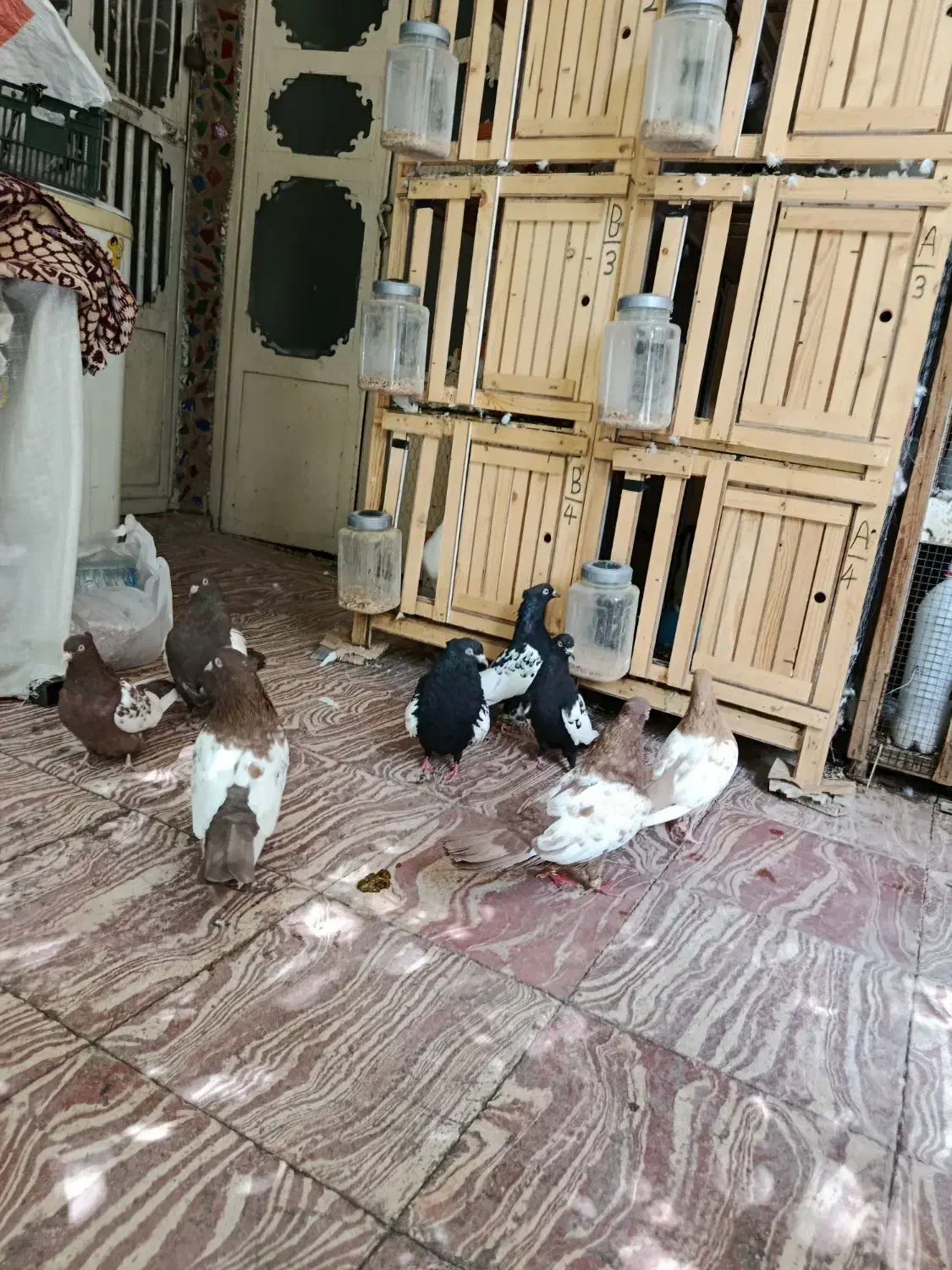 جفتی سینه|پرنده|شیراز, قصرالدشت|دیوار