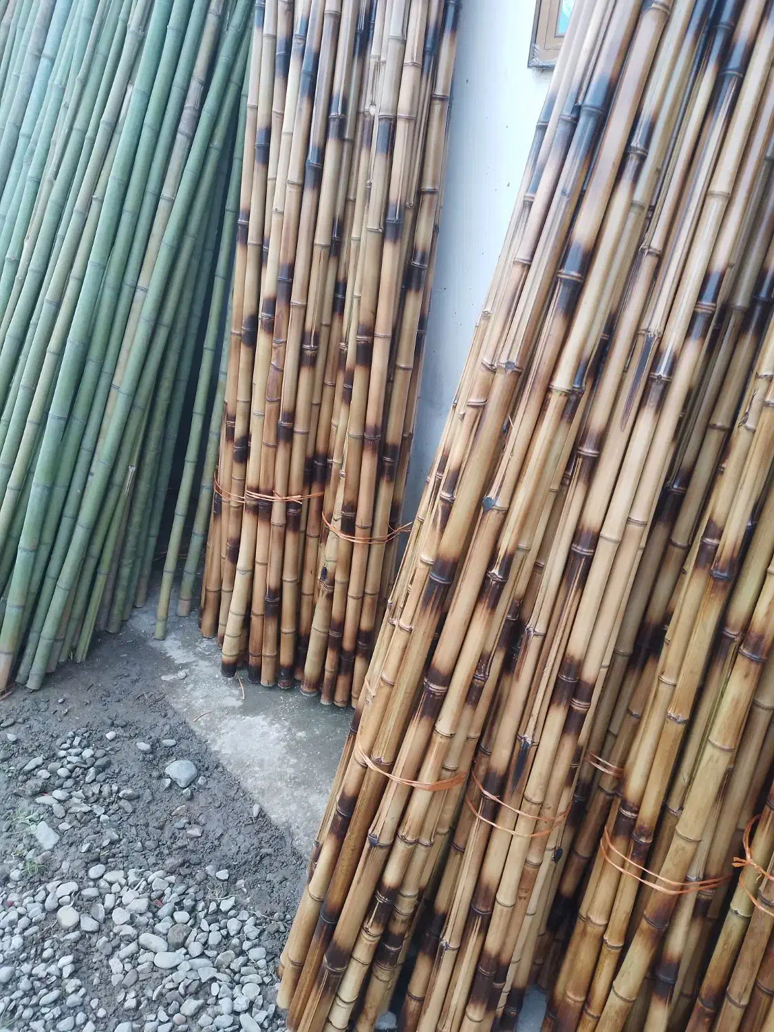 خیزران (بامبو)|گل و گیاه طبیعی|فومن, |دیوار