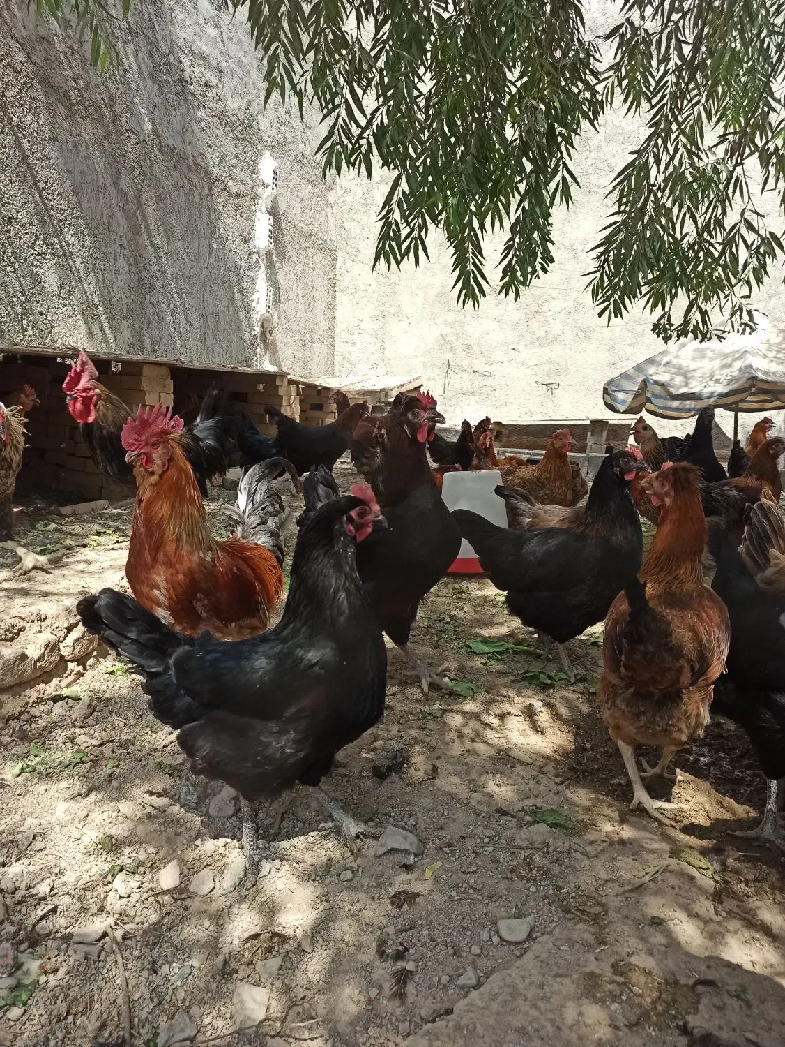 مرغ و خروس جوان|حیوانات مزرعه|خاوران, |دیوار