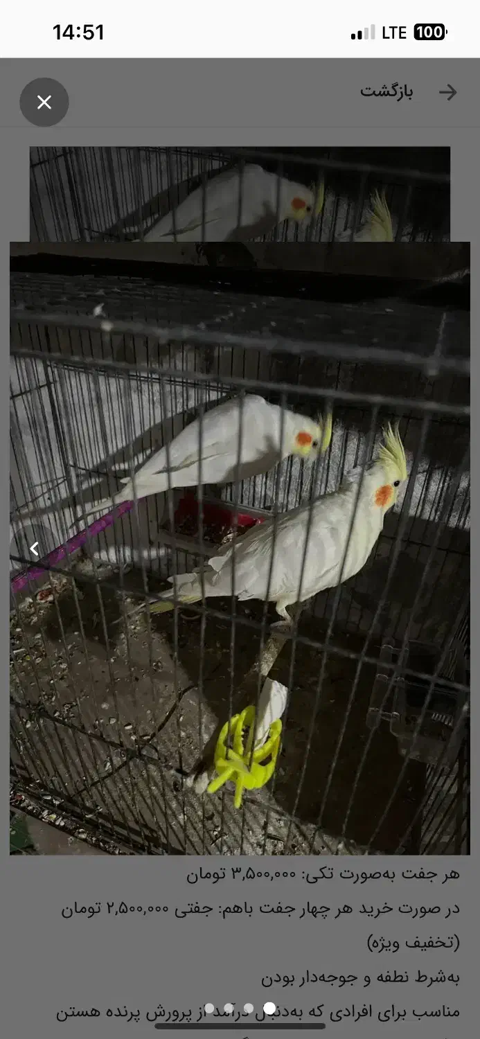 عروس هلندی جفت آماده تخم‌گذاری با نطفه تضمینی|پرنده|شاهین‌شهر, حافظ شمالی|دیوار