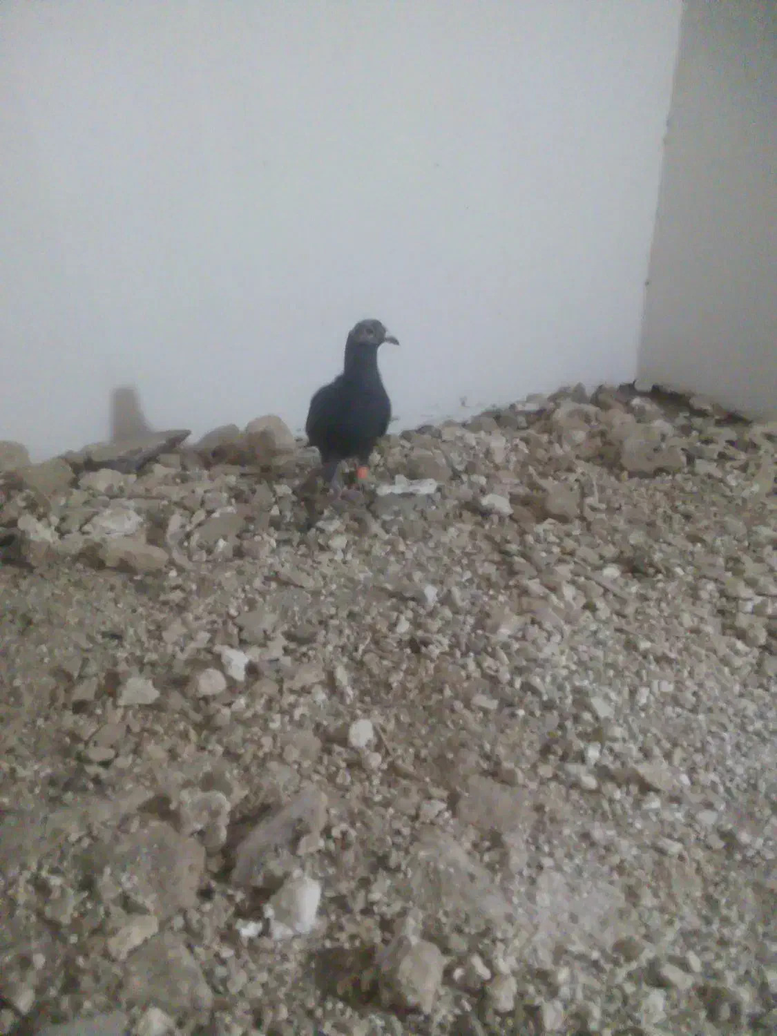 جوانه نر سوسکی بزک 500|پرنده|تربتحیدریه, میدان مرکزی|دیوار