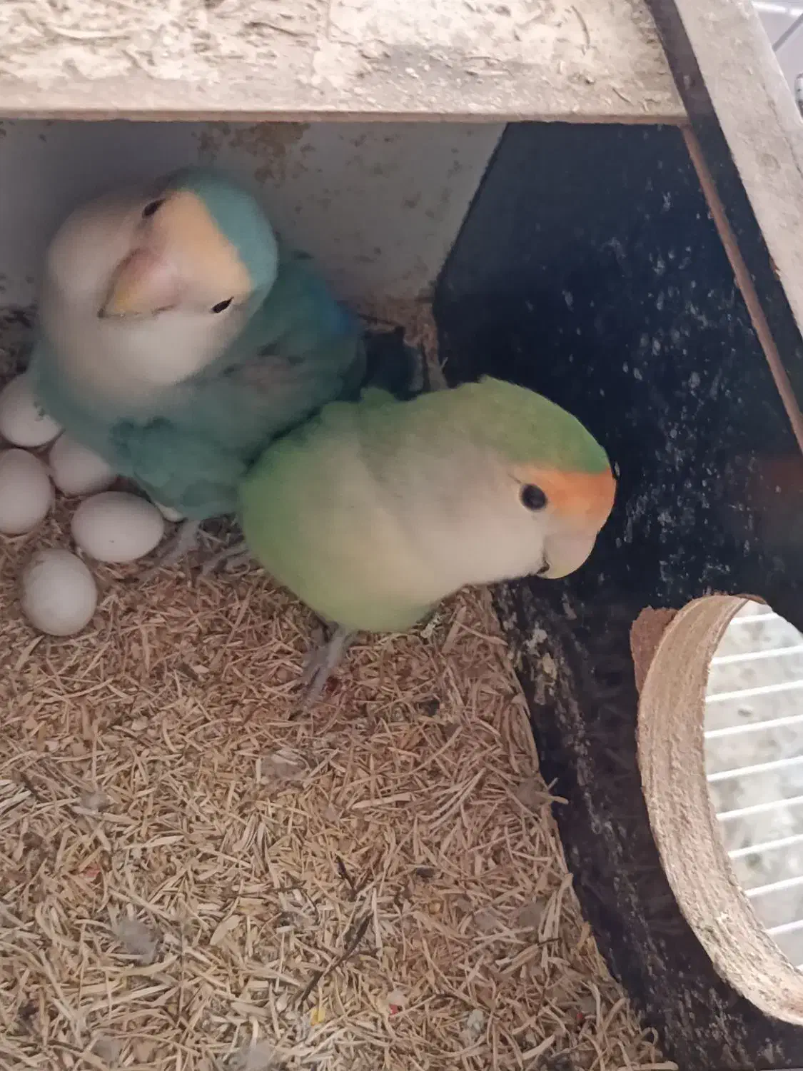 طوطی برزیلی|پرنده|مسجد سلیمان, |دیوار