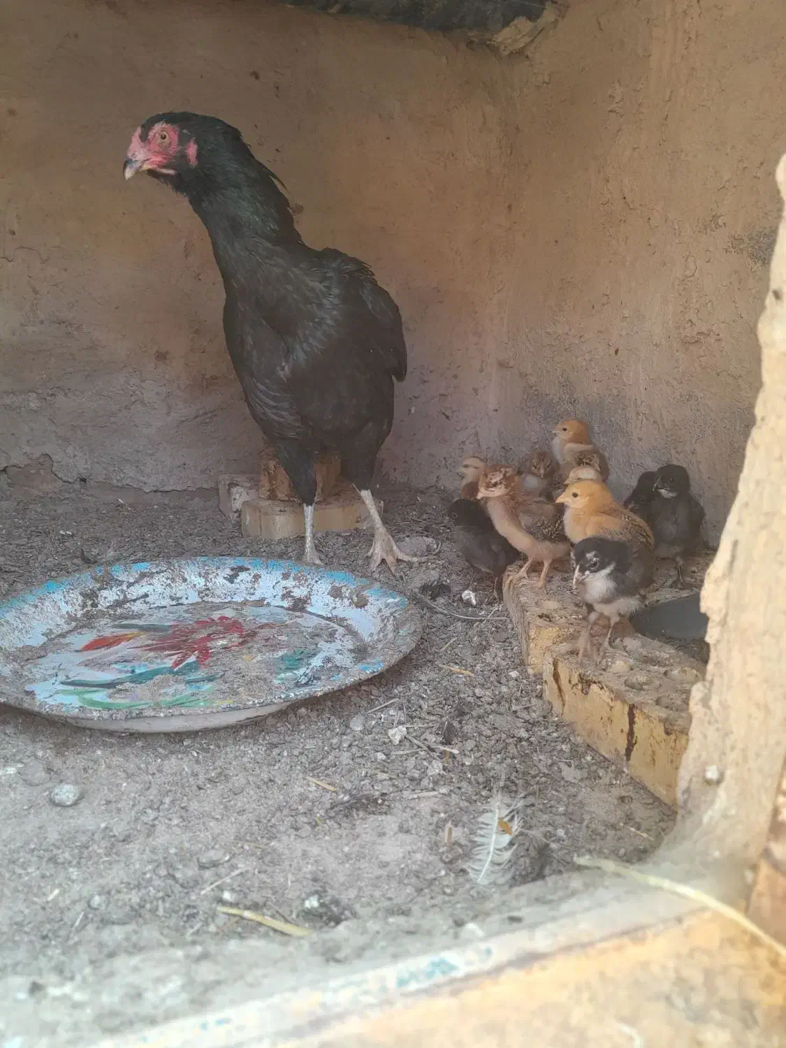 فروش مرغ لاری ودورگ همه کرکی|حیوانات مزرعه|تربت جام, جامرود|دیوار