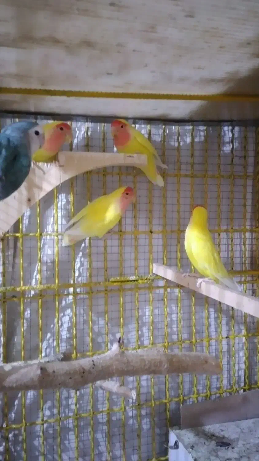 فروش پرنده|پرنده|بیرجند, |دیوار