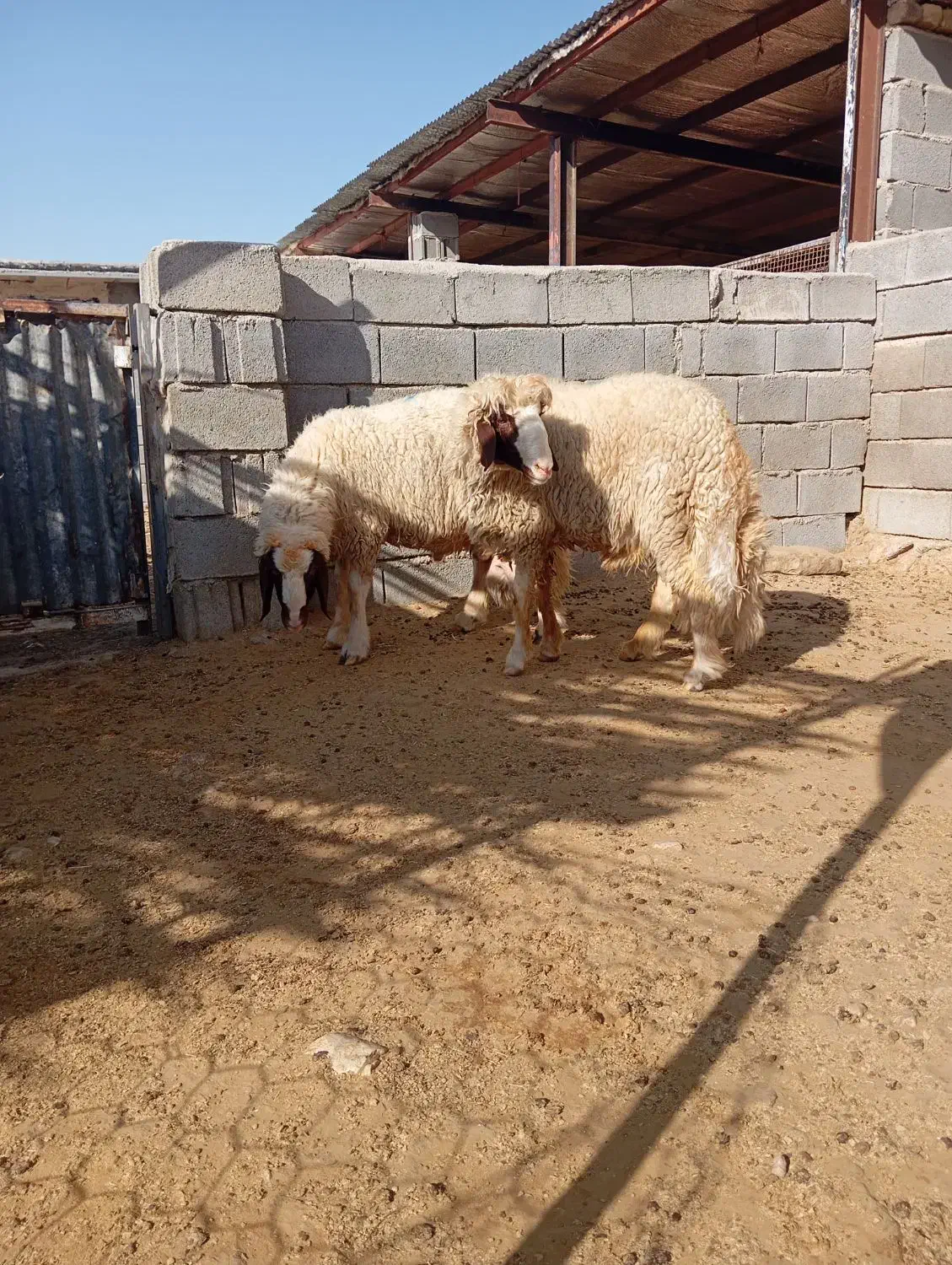 بره قوچ اصیل سنجابی بشرط|حیوانات مزرعه|گیلان غرب, |دیوار